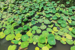 奥运电竞发展计划：公平竞赛，杜绝“外挂”才是王道